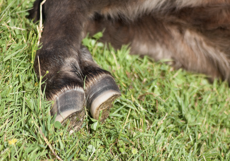 soin des sabots cheval